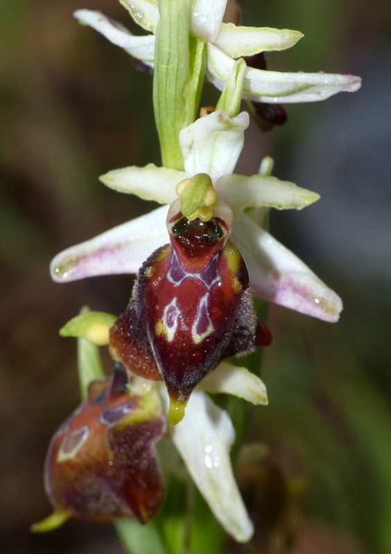 Ophrys sul litorale romano  marzo 2020